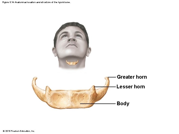 Figure 5. 14 Anatomical location and structure of the hyoid bone. Greater horn Lesser