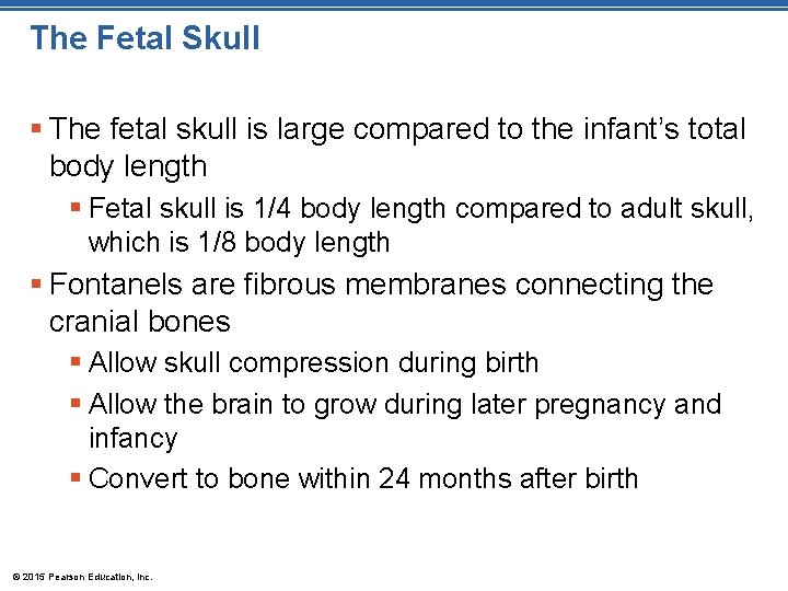 The Fetal Skull § The fetal skull is large compared to the infant’s total