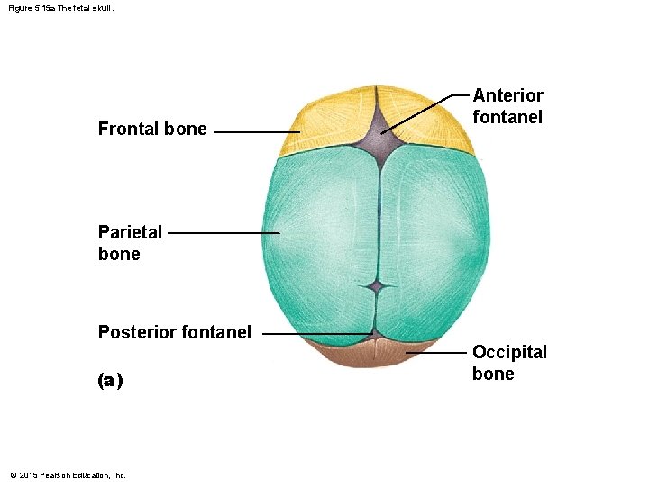 Figure 5. 15 a The fetal skull. Frontal bone Anterior fontanel Parietal bone Posterior