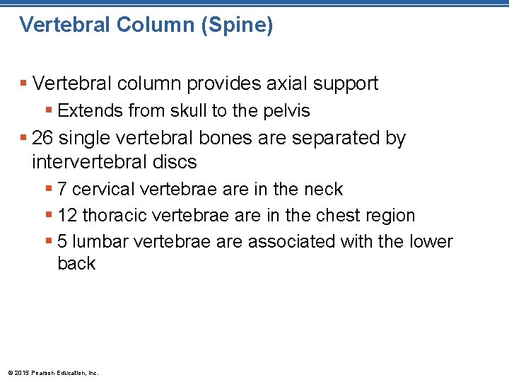 Vertebral Column (Spine) § Vertebral column provides axial support § Extends from skull to