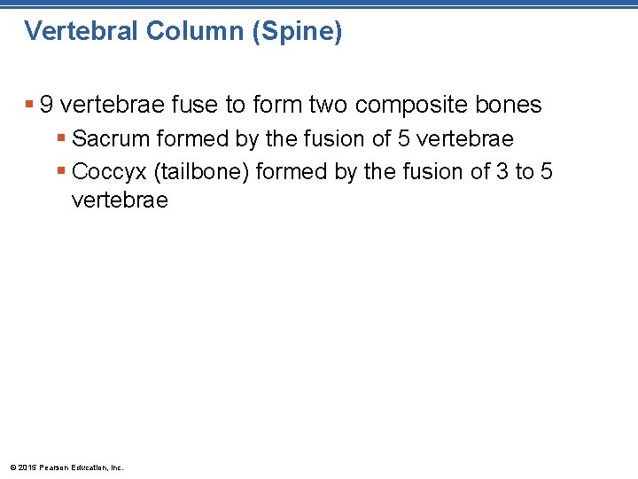 Vertebral Column (Spine) § 9 vertebrae fuse to form two composite bones § Sacrum