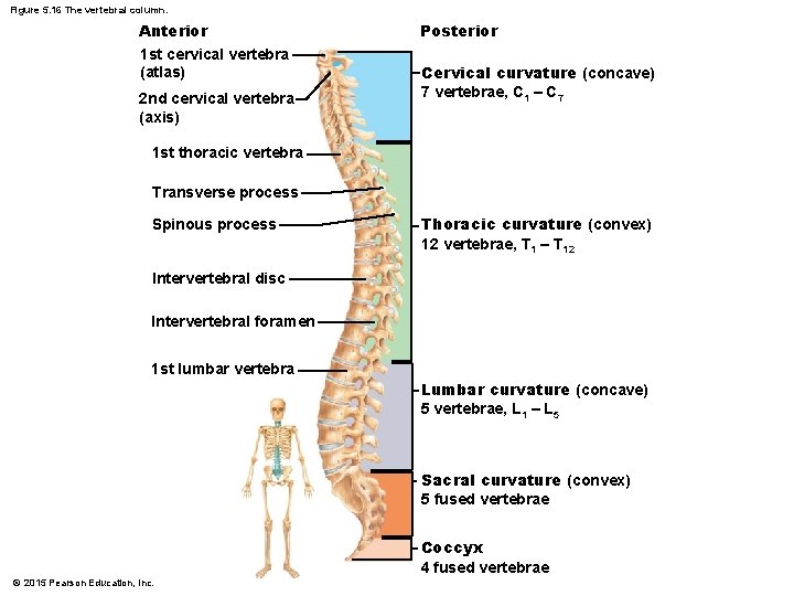 Figure 5. 16 The vertebral column. Anterior 1 st cervical vertebra (atlas) 2 nd