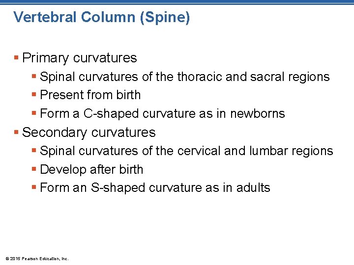 Vertebral Column (Spine) § Primary curvatures § Spinal curvatures of the thoracic and sacral