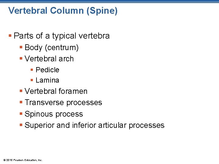 Vertebral Column (Spine) § Parts of a typical vertebra § Body (centrum) § Vertebral