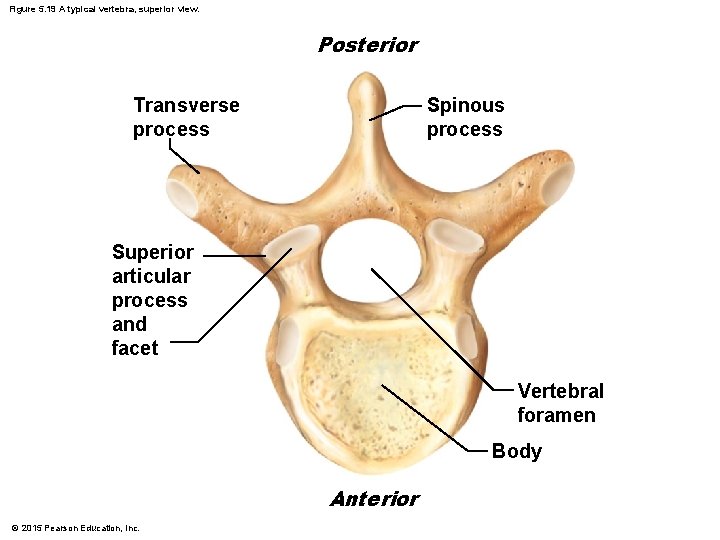 Figure 5. 19 A typical vertebra, superior view. Posterior Transverse process Spinous process Superior