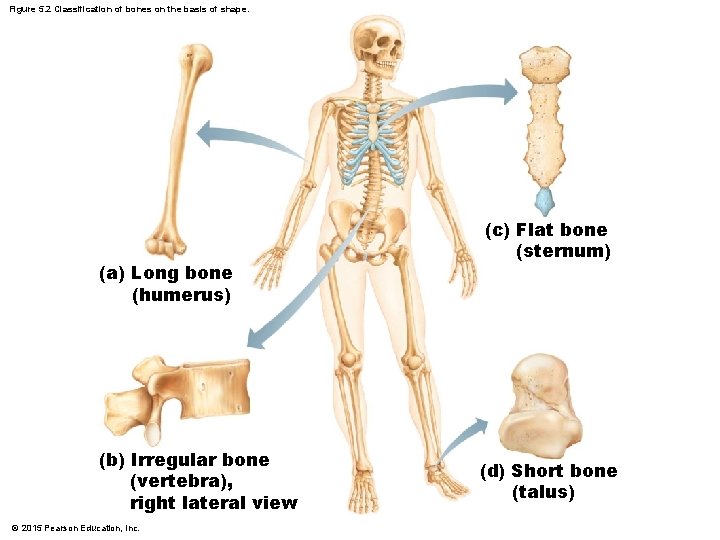 Figure 5. 2 Classification of bones on the basis of shape. (a) Long bone