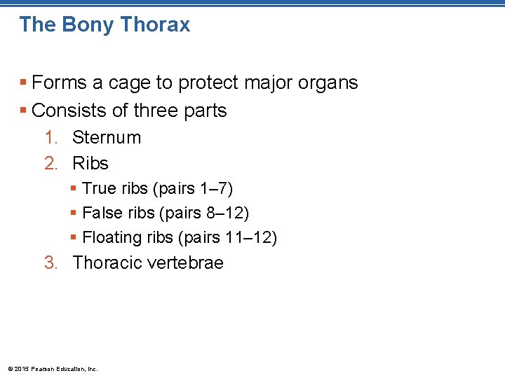 The Bony Thorax § Forms a cage to protect major organs § Consists of