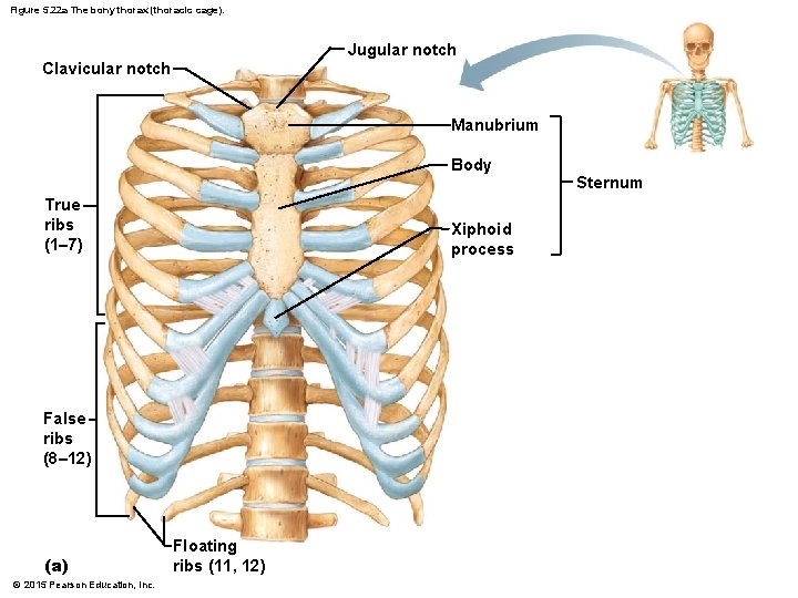 Figure 5. 22 a The bony thorax (thoracic cage). Jugular notch Clavicular notch Manubrium
