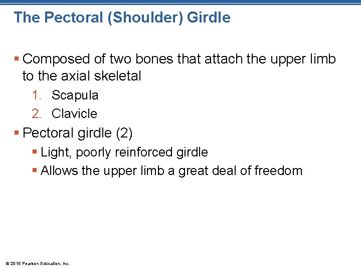 The Pectoral (Shoulder) Girdle § Composed of two bones that attach the upper limb