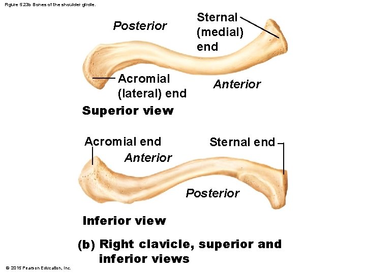 Figure 5. 23 b Bones of the shoulder girdle. Sternal (medial) end Posterior Acromial