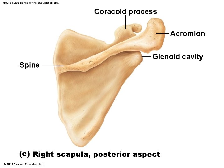 Figure 5. 23 c Bones of the shoulder girdle. Coracoid process Acromion Glenoid cavity