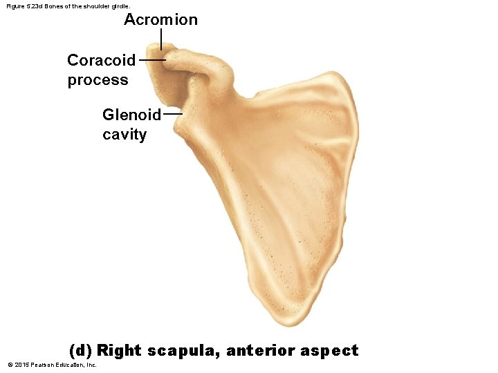 Figure 5. 23 d Bones of the shoulder girdle. Acromion Coracoid process Glenoid cavity