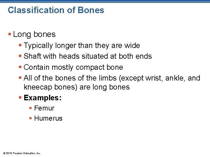 Classification of Bones § Long bones § Typically longer than they are wide §