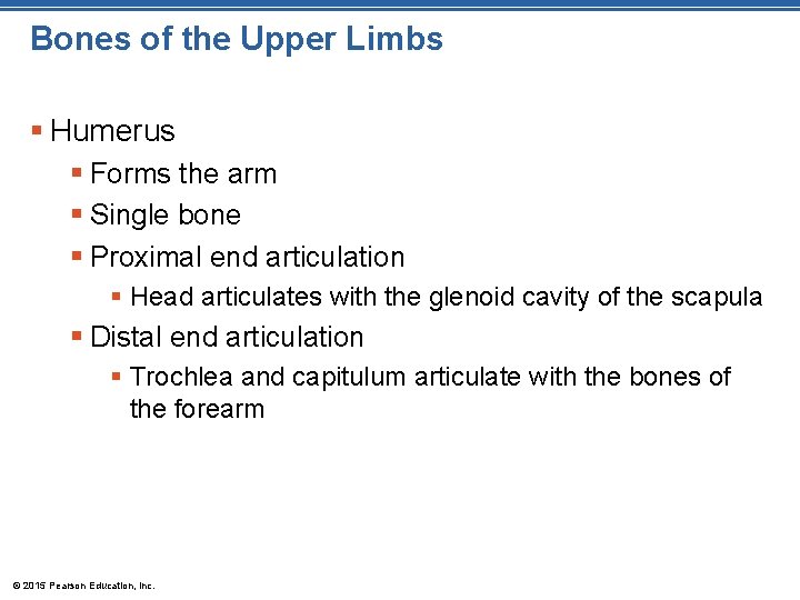 Bones of the Upper Limbs § Humerus § Forms the arm § Single bone