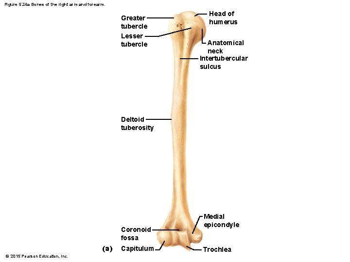 Figure 5. 24 a Bones of the right arm and forearm. Greater tubercle Lesser