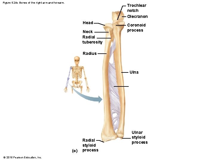 Figure 5. 24 c Bones of the right arm and forearm. Trochlear notch Olecranon