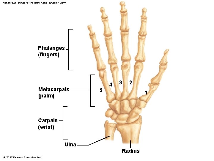 Figure 5. 25 Bones of the right hand, anterior view. Phalanges (fingers) Metacarpals (palm)