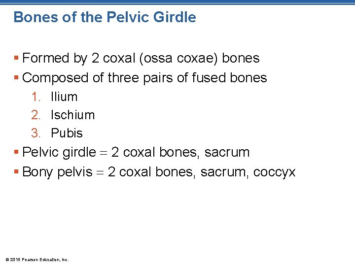 Bones of the Pelvic Girdle § Formed by 2 coxal (ossa coxae) bones §