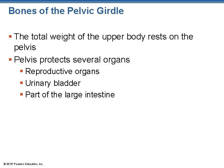 Bones of the Pelvic Girdle § The total weight of the upper body rests