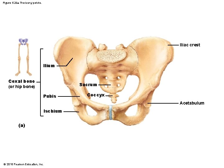 Figure 5. 26 a The bony pelvis. Iliac crest Ilium Coxal bone (or hip