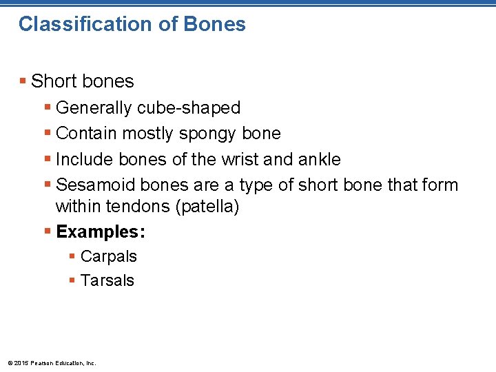 Classification of Bones § Short bones § Generally cube-shaped § Contain mostly spongy bone