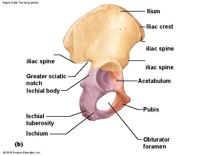 Figure 5. 26 b The bony pelvis. Ilium Iliac crest iliac spine Greater sciatic