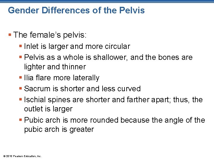 Gender Differences of the Pelvis § The female’s pelvis: § Inlet is larger and