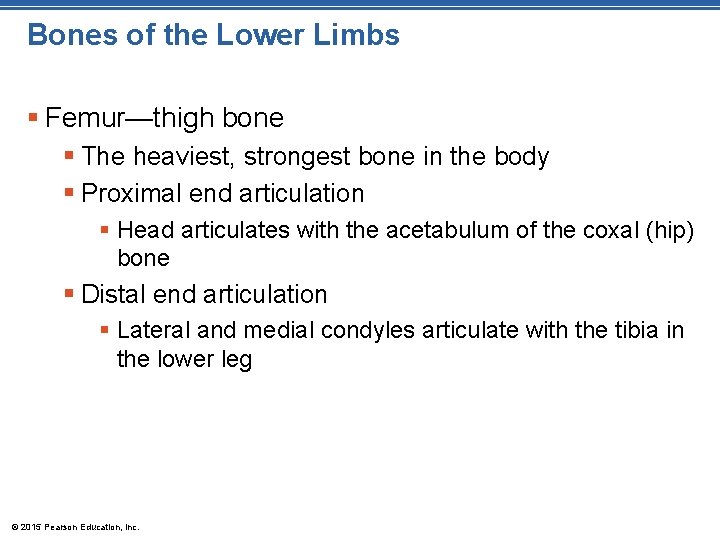 Bones of the Lower Limbs § Femur—thigh bone § The heaviest, strongest bone in