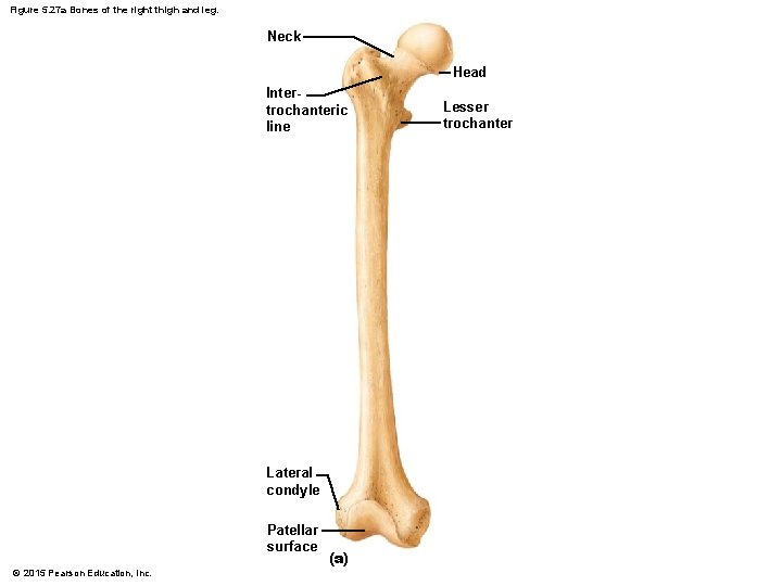 Figure 5. 27 a Bones of the right thigh and leg. Neck Head Intertrochanteric