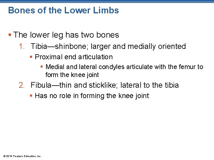 Bones of the Lower Limbs § The lower leg has two bones 1. Tibia—shinbone;