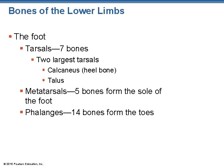 Bones of the Lower Limbs § The foot § Tarsals— 7 bones § Two