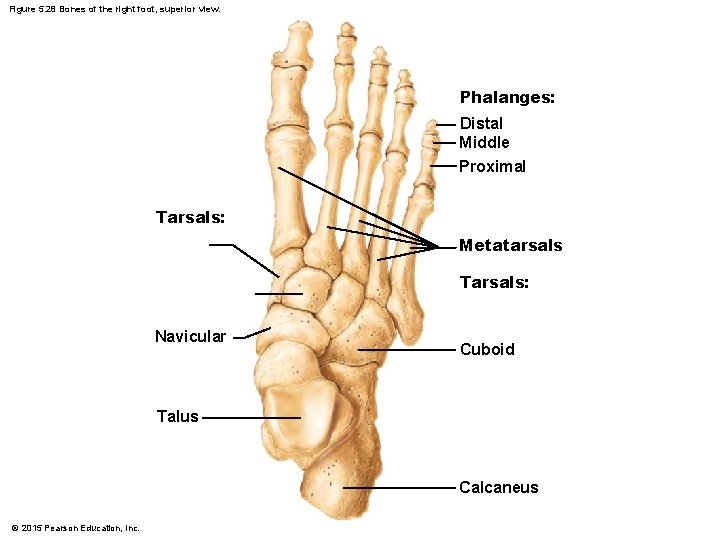 Figure 5. 28 Bones of the right foot, superior view. Phalanges: Distal Middle Proximal