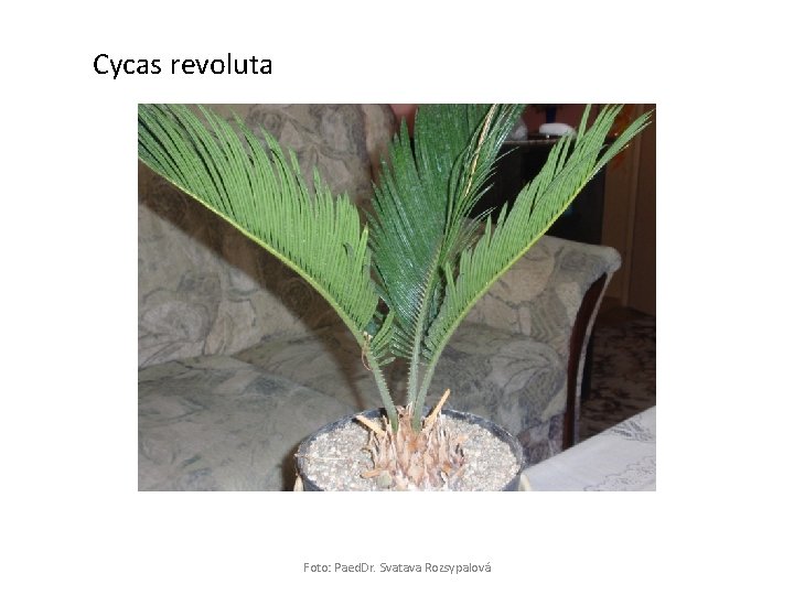 Cycas revoluta Foto: Paed. Dr. Svatava Rozsypalová 