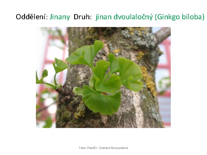 Oddělení: Jinany Druh: jinan dvoulaločný (Ginkgo biloba) Foto: Paed. Dr. Svatava Rozsypalová 