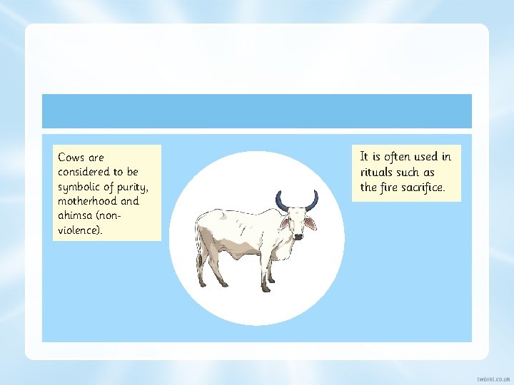 Cows are considered to be symbolic of purity, motherhood and ahimsa (non violence). It