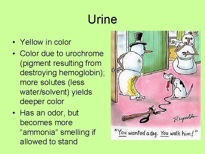 Urine • Yellow in color • Color due to urochrome (pigment resulting from destroying