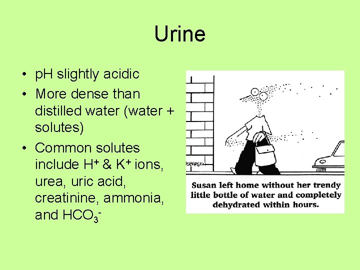 Urine • p. H slightly acidic • More dense than distilled water (water +