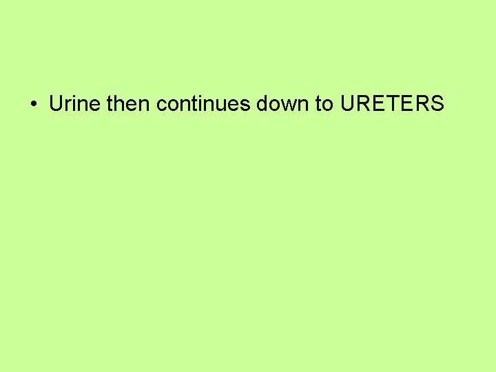  • Urine then continues down to URETERS 