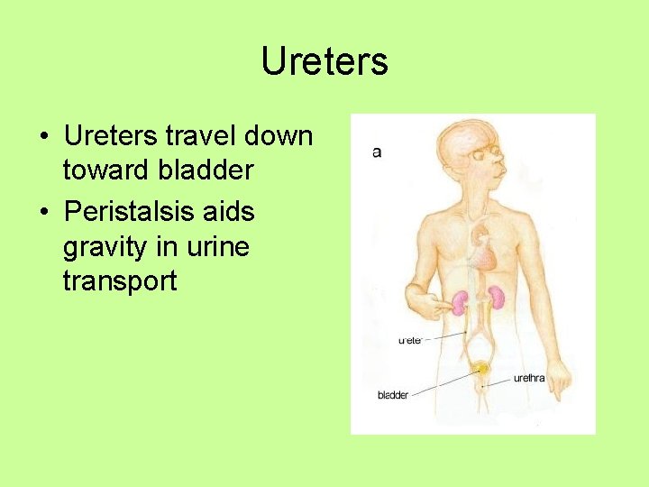 Ureters • Ureters travel down toward bladder • Peristalsis aids gravity in urine transport