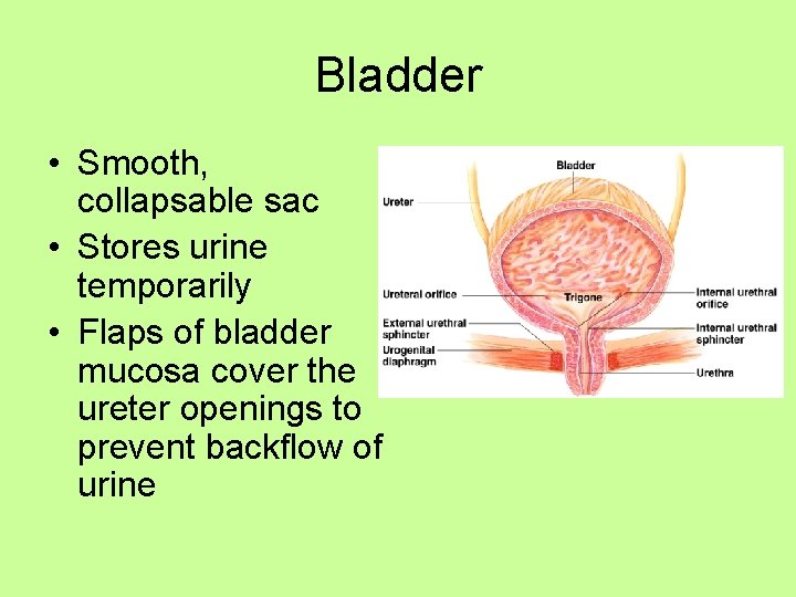 Bladder • Smooth, collapsable sac • Stores urine temporarily • Flaps of bladder mucosa