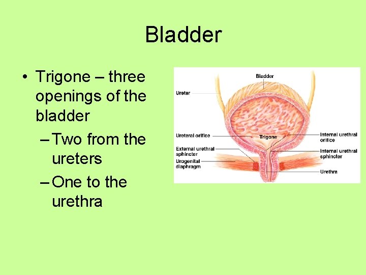 Bladder • Trigone – three openings of the bladder – Two from the ureters