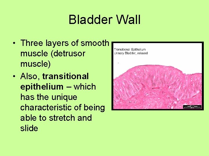 Bladder Wall • Three layers of smooth muscle (detrusor muscle) • Also, transitional epithelium