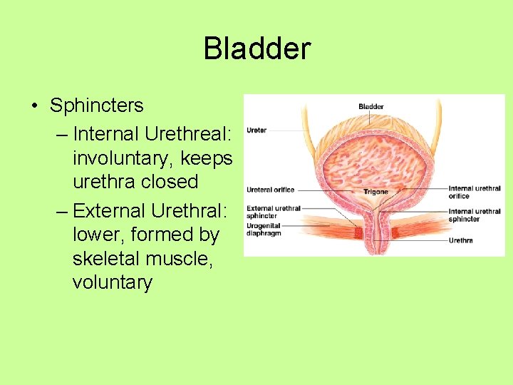Bladder • Sphincters – Internal Urethreal: involuntary, keeps urethra closed – External Urethral: lower,