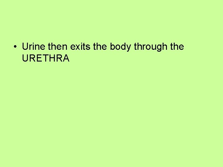  • Urine then exits the body through the URETHRA 