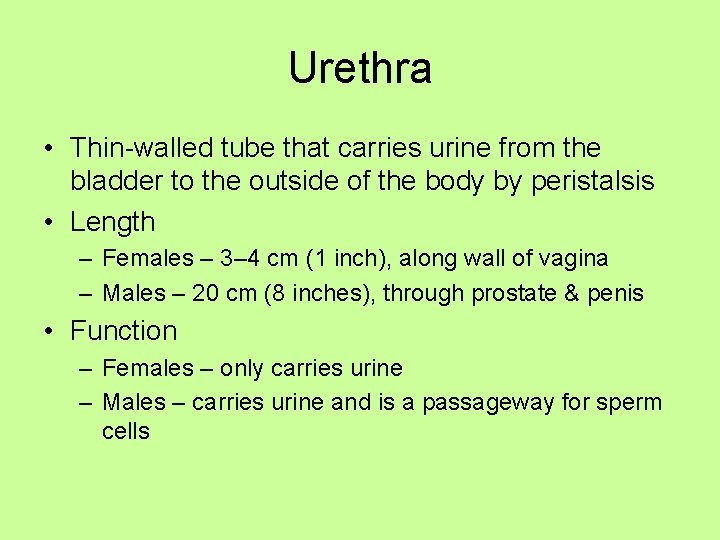 Urethra • Thin-walled tube that carries urine from the bladder to the outside of