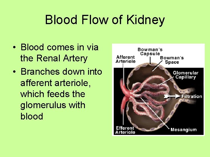 Blood Flow of Kidney • Blood comes in via the Renal Artery • Branches
