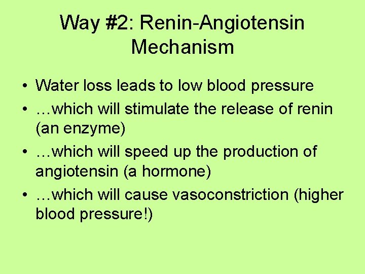 Way #2: Renin-Angiotensin Mechanism • Water loss leads to low blood pressure • …which