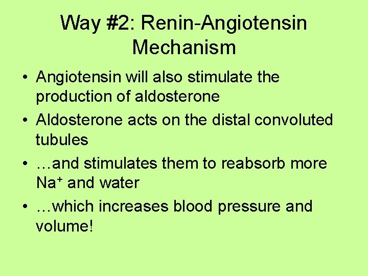 Way #2: Renin-Angiotensin Mechanism • Angiotensin will also stimulate the production of aldosterone •