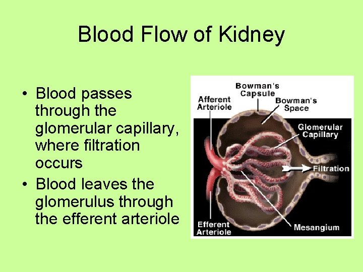 Blood Flow of Kidney • Blood passes through the glomerular capillary, where filtration occurs