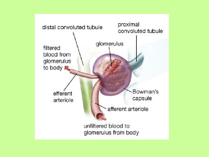Unit 10 Notes Blood Flow of Kidney Blood
